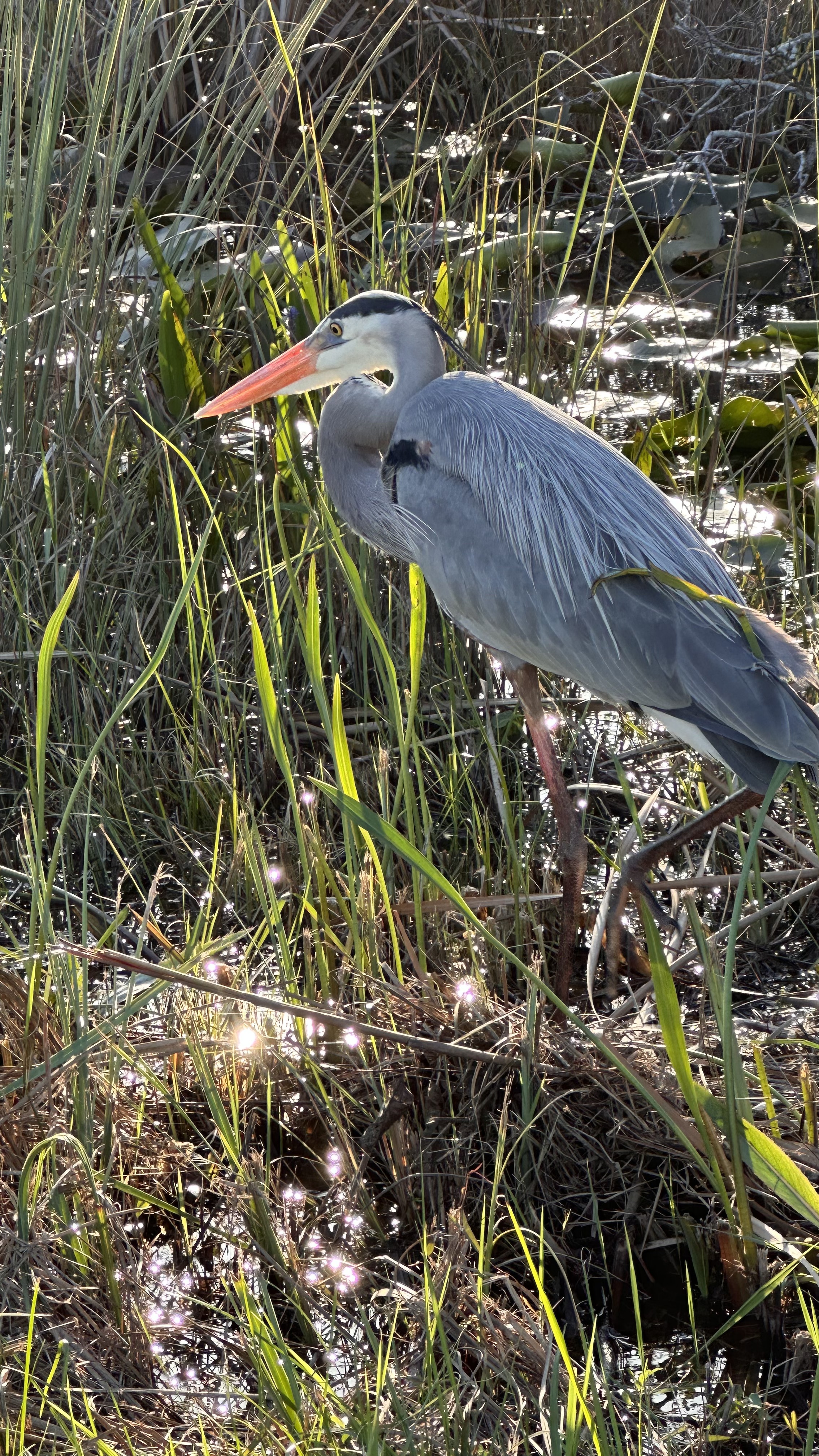 Great Blue Heron